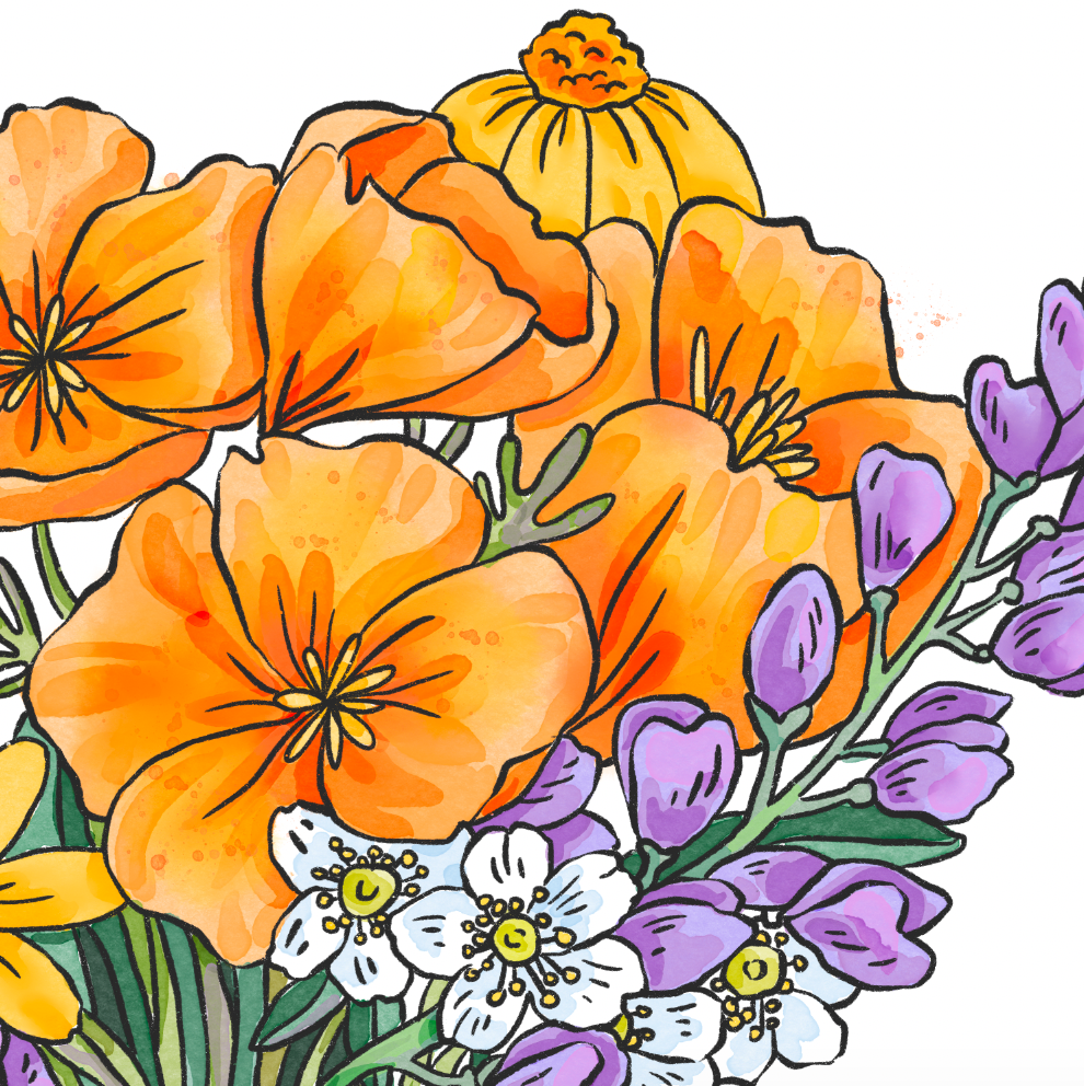 Illustration of poppy flowers with purple and white accents on a white background